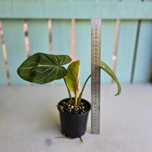 Load image into Gallery viewer, #RA2 Philodendron Gloriosum