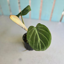 Load image into Gallery viewer, #RA2 Philodendron Gloriosum