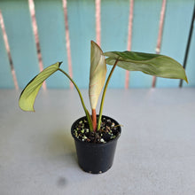 Load image into Gallery viewer, #RA2 Philodendron Gloriosum