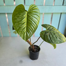 Load image into Gallery viewer, #D85 Large Philodendron Sodiroi