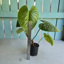 Load image into Gallery viewer, #D85 Large Philodendron Sodiroi