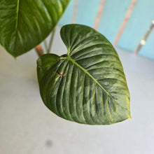 Load image into Gallery viewer, #D85 Large Philodendron Sodiroi