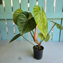 Load image into Gallery viewer, #D85 Large Philodendron Sodiroi