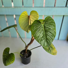 Load image into Gallery viewer, #D85 Large Philodendron Sodiroi