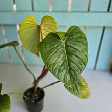 Load image into Gallery viewer, #D85 Large Philodendron Sodiroi