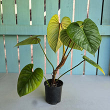Load image into Gallery viewer, #D85 Large Philodendron Sodiroi