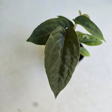 Load image into Gallery viewer, #RD52 Three x Anthurium NOID