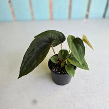 Load image into Gallery viewer, #RD52 Three x Anthurium NOID