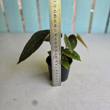 Load image into Gallery viewer, #RD52 Three x Anthurium NOID