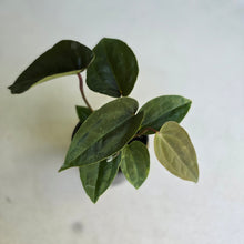 Load image into Gallery viewer, #RD52 Three x Anthurium NOID
