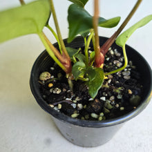 Load image into Gallery viewer, #RD52 Three x Anthurium NOID