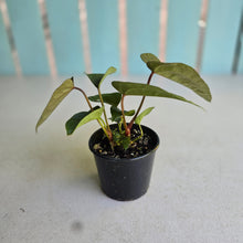 Load image into Gallery viewer, #RD52 Three x Anthurium NOID