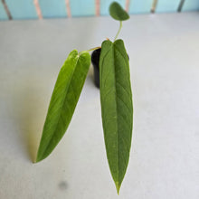 Load image into Gallery viewer, #R117 Anthurium Panamense