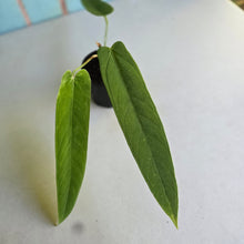 Load image into Gallery viewer, #R117 Anthurium Panamense