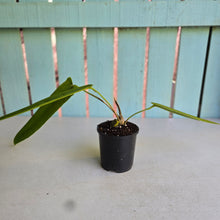 Load image into Gallery viewer, #R117 Anthurium Panamense