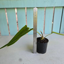 Load image into Gallery viewer, #R117 Anthurium Panamense