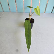 Load image into Gallery viewer, #R117 Anthurium Panamense