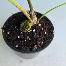 Load image into Gallery viewer, #R117 Anthurium Panamense