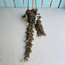 Load image into Gallery viewer, #R941 Columnea Gloriosa 'Purpurea'