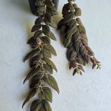 Load image into Gallery viewer, #R941 Columnea Gloriosa 'Purpurea'