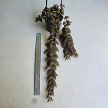 Load image into Gallery viewer, #R941 Columnea Gloriosa 'Purpurea'