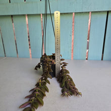 Load image into Gallery viewer, #R941 Columnea Gloriosa 'Purpurea'