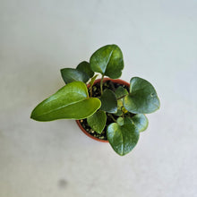 Load image into Gallery viewer, #RD54 Three x Anthurium Sp. From Chapada Diamantina Brazil
