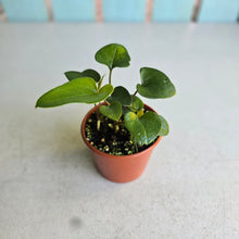 Load image into Gallery viewer, #RD54 Three x Anthurium Sp. From Chapada Diamantina Brazil