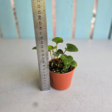 Load image into Gallery viewer, #RD54 Three x Anthurium Sp. From Chapada Diamantina Brazil