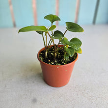 Load image into Gallery viewer, #RD54 Three x Anthurium Sp. From Chapada Diamantina Brazil