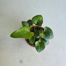 Load image into Gallery viewer, #RD54 Three x Anthurium Sp. From Chapada Diamantina Brazil