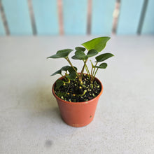 Load image into Gallery viewer, #RD54 Three x Anthurium Sp. From Chapada Diamantina Brazil