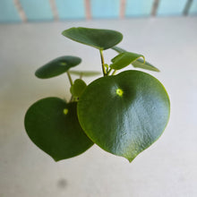 Load image into Gallery viewer, #RD31 Two x Peperomia Polybotrya