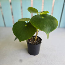 Load image into Gallery viewer, #RD31 Two x Peperomia Polybotrya
