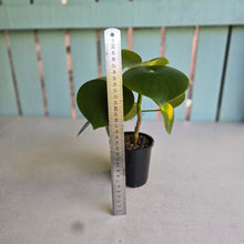 Load image into Gallery viewer, #RD31 Two x Peperomia Polybotrya