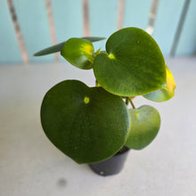 Load image into Gallery viewer, #RD31 Two x Peperomia Polybotrya