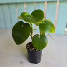 Load image into Gallery viewer, #RD31 Two x Peperomia Polybotrya