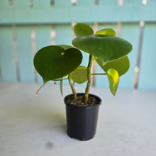 Load image into Gallery viewer, #RD31 Two x Peperomia Polybotrya