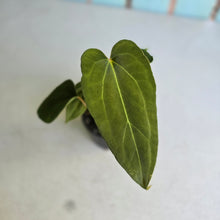 Load image into Gallery viewer, #RD9 Three x Anthurium NOID