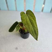 Load image into Gallery viewer, #RD9 Three x Anthurium NOID
