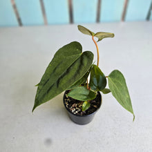 Load image into Gallery viewer, #RD9 Three x Anthurium NOID