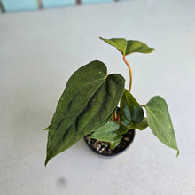 Load image into Gallery viewer, #RD9 Three x Anthurium NOID