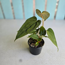 Load image into Gallery viewer, #RD9 Three x Anthurium NOID