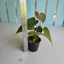 Load image into Gallery viewer, #RD9 Three x Anthurium NOID