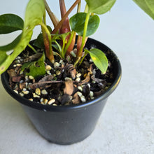 Load image into Gallery viewer, #RD9 Three x Anthurium NOID
