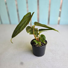 Load image into Gallery viewer, #RD9 Three x Anthurium NOID