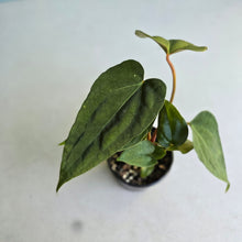 Load image into Gallery viewer, #RD9 Three x Anthurium NOID
