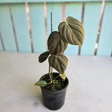 Load image into Gallery viewer, #R13 Dark Philodendron Melanochrysum x Brandtianum