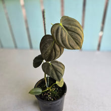 Load image into Gallery viewer, #R13 Dark Philodendron Melanochrysum x Brandtianum