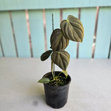 Load image into Gallery viewer, #R13 Dark Philodendron Melanochrysum x Brandtianum
